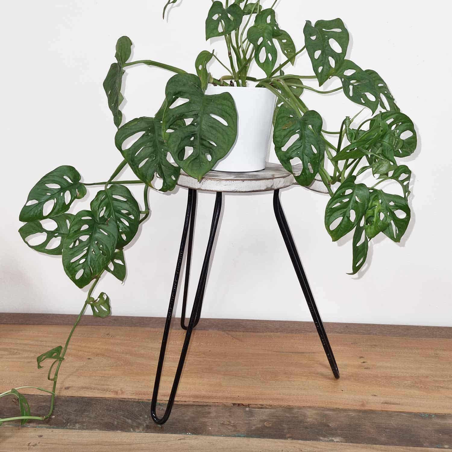 Mesa de Madera de Albasia - Blanqueado - Imagen 4